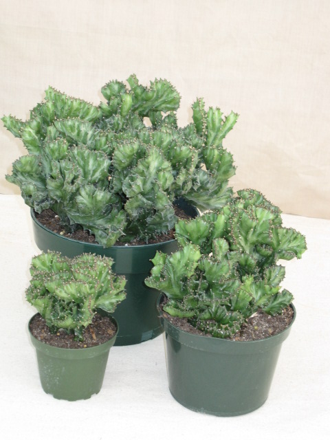 Cactus Green Brain